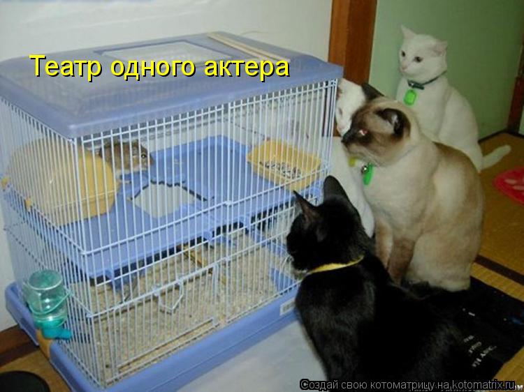 Театр одного актера... Котоматрица: Театр одного актера