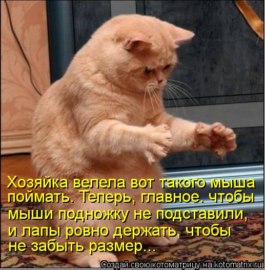 Хозяйка велела вот такого мыша поймать. Теперь, главное. чтобы мыши подножку не подставили, и лапы ро... Котоматрица: Хозяйка велела вот такого мыша поймать. Теперь, главное. чтобы мыши подножку не подставили, и лапы ровно держать, чтобы не забыть размер...