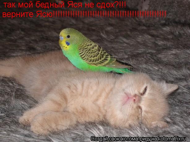 так мой бедный Яся не сдох?!!! верните Ясю!!!!!!!!!!!!!!!!!!!!!!!!!!!!!!!!!!!!!!!!!!!!!!... Котоматрица: так мой бедный Яся не сдох?!!! верните Ясю!!!!!!!!!!!!!!!!!!!!!!!!!!!!!!!!!!!!!!!!!!!!!!