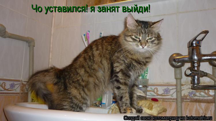 Чо уставился! я занят выйди!... Котоматрица: Чо уставился! я занят выйди!