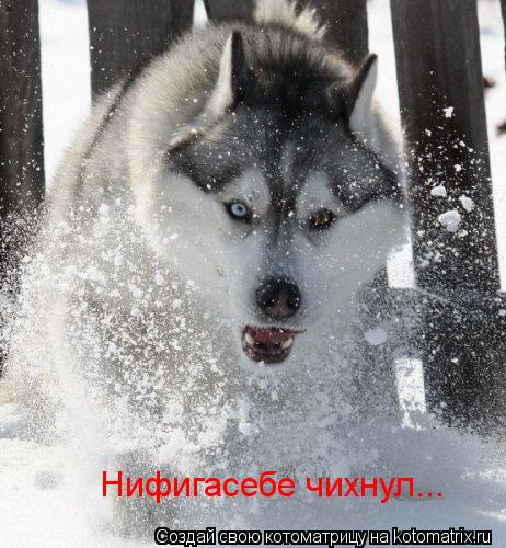 Нифигасебе чихнул...... Котоматрица: Нифигасебе чихнул...