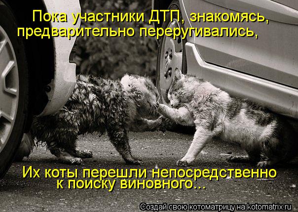 Пока участники ДТП, знакомясь, предварительно переругивались, Их коты перешли непосредственно к поиск... Котоматрица: Пока участники ДТП, знакомясь, предварительно переругивались, Их коты перешли непосредственно к поиску виновного...