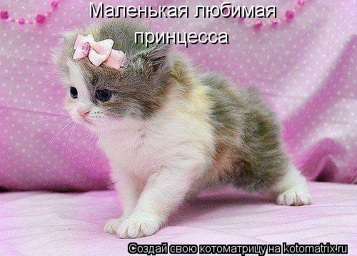 Маленькая любимая принцесса... Котоматрица: Маленькая любимая принцесса