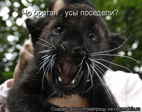 Чо братан , усы поседели?... Котоматрица: Чо братан , усы поседели?
