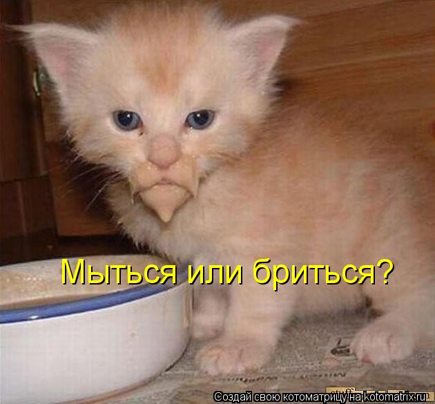 Мыться или бриться?... Котоматрица: Мыться или бриться?