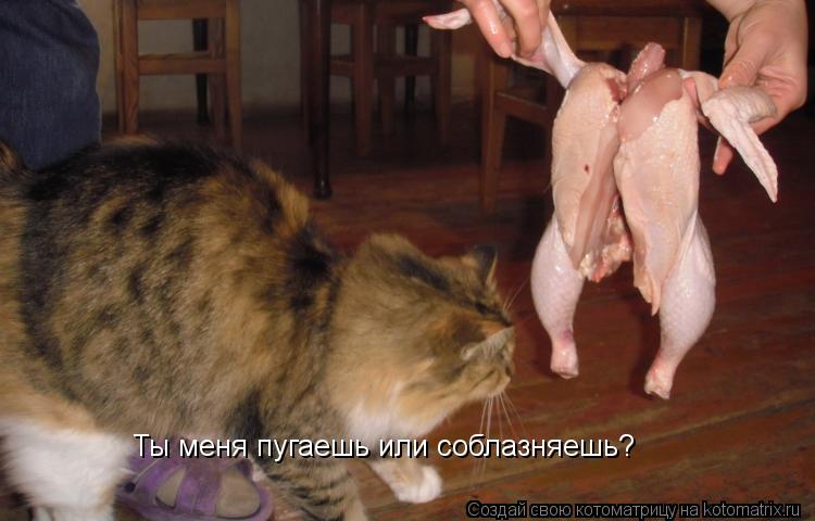Ты меня пугаешь или соблазняешь?... Котоматрица: Ты меня пугаешь или соблазняешь?