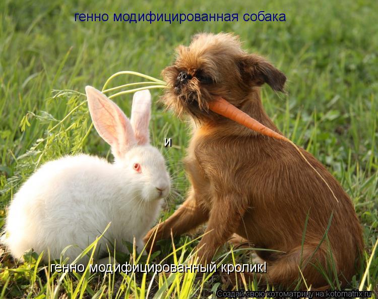 генно модифицированный кролик! и генно модифицированная собака... Котоматрица: генно модифицированный кролик! и генно модифицированная собака