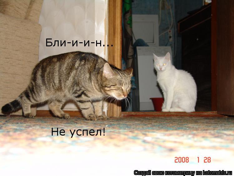 Бли-и-и-н... Не успел!... Котоматрица: Бли-и-и-н... Не успел!