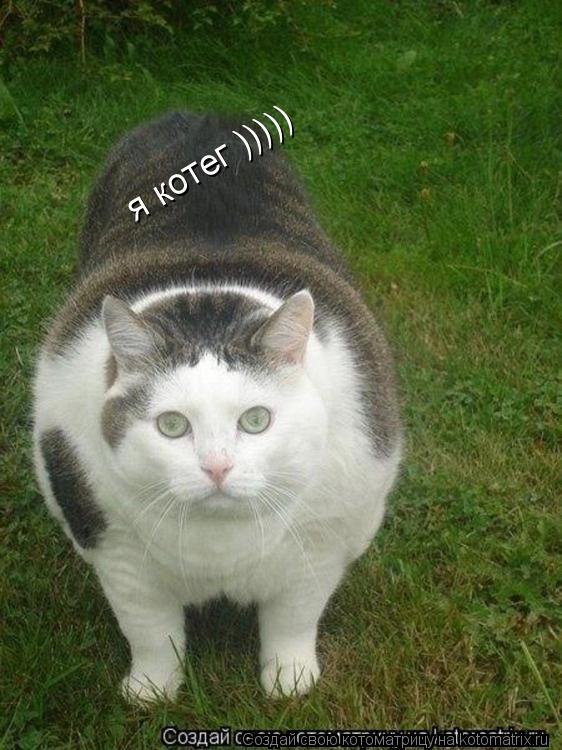 Котоматрица: я котег )))))