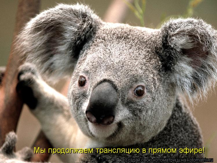 Котоматрица: Мы продолжаем трансляцию в прямом эфире!