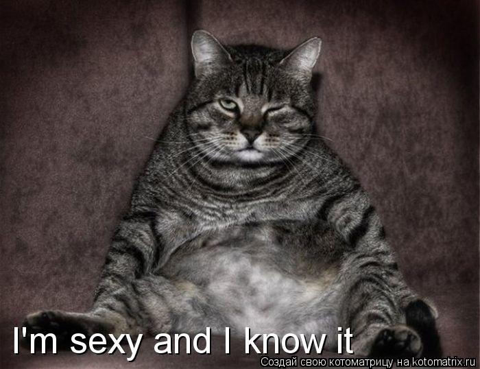 Котоматрица: I'm sexy and I know it