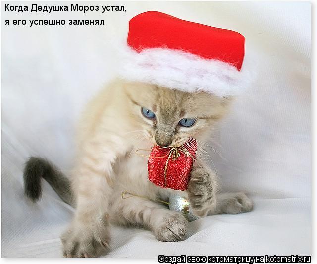 Котоматрица: Когда Дедушка Мороз устал, я его успешно заменял