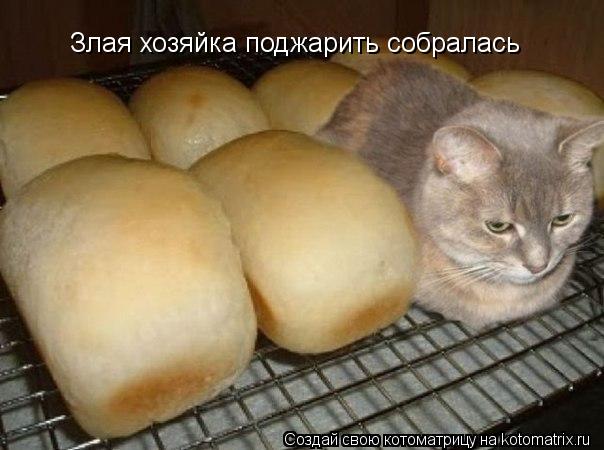 Котоматрица: Злая хозяйка поджарить собралась