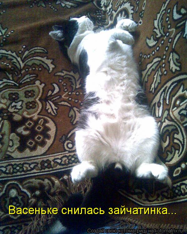 Котоматрица: Васеньке снилась зайчатинка...