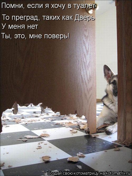 Котоматрица: Помни, если я хочу в туалет То преград, таких как Дверь У меня нет Ты, это, мне поверь!