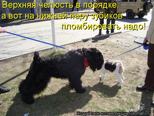 Котоматрица: Верхняя челюсть в порядке,  а вот на нижней пару зубиков  пломбировать надо!