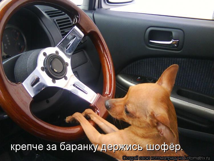 Котоматрица: крепче за баранку держись шофёр.