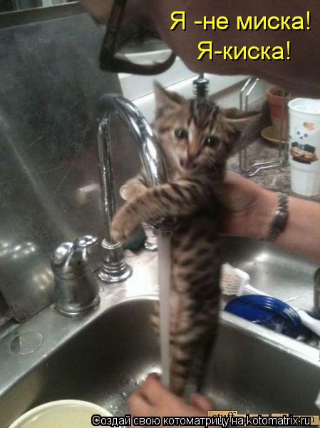 Котоматрица: Я -не миска! Я -не миска! Я-киска!