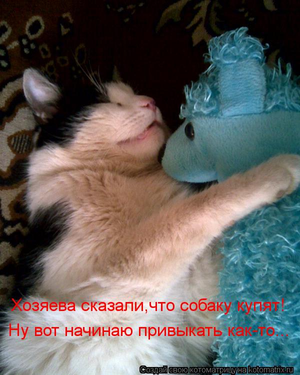 Хозяева сказали,что собаку купят! Ну вот начинаю привыкать как-то...... Котоматрица: Хозяева сказали,что собаку купят! Ну вот начинаю привыкать как-то...