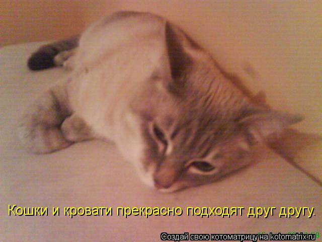 Кошки и кровати прекрасно подходят друг другу.... Котоматрица: Кошки и кровати прекрасно подходят друг другу.