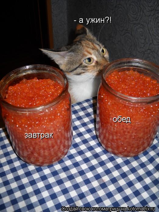 Котоматрица: завтрак обед - а ужин?!