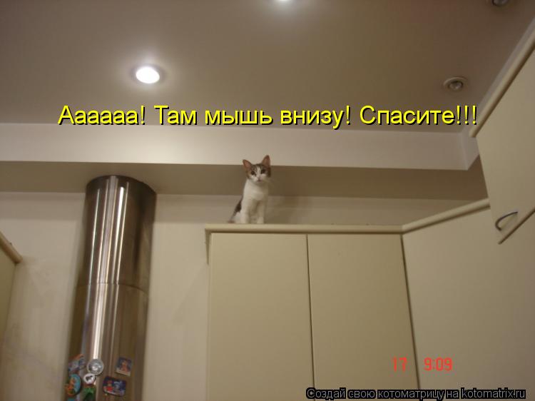 Аааааа! Там мышь внизу! Спасите!!!... Котоматрица: Аааааа! Там мышь внизу! Спасите!!!