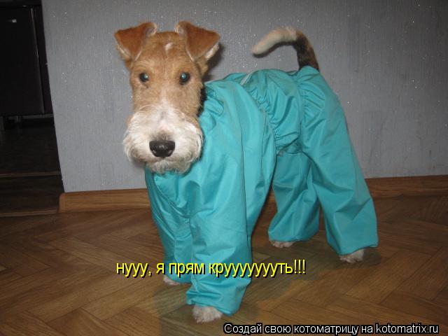 нууу, я прям круууууууть!!!... Котоматрица: нууу, я прям круууууууть!!!