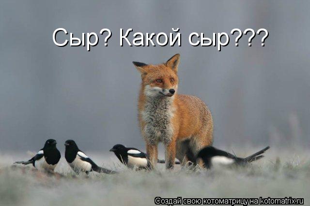 Сыр? Какой сыр???... Котоматрица: Сыр? Какой сыр???
