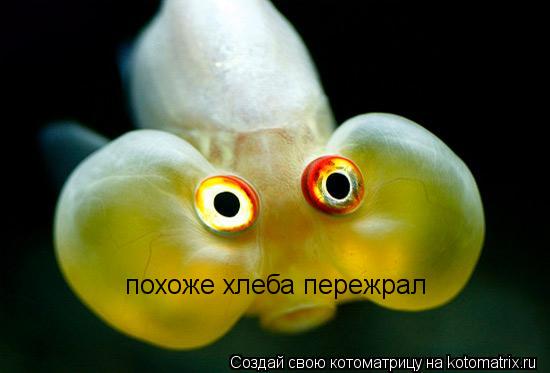 Котоматрица: похоже хлеба пережрал