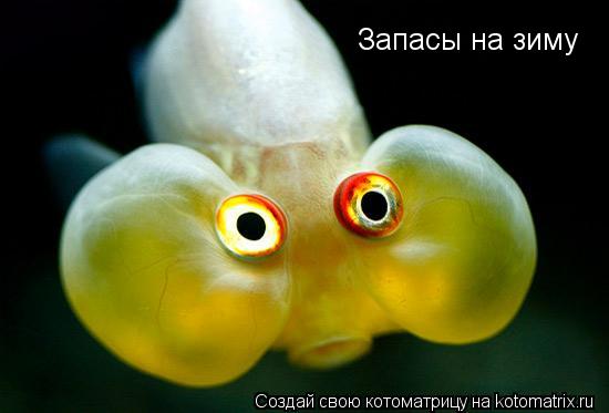 Котоматрица: Запасы на зиму