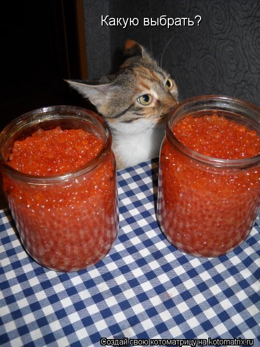 Котоматрица: Какую выбрать?