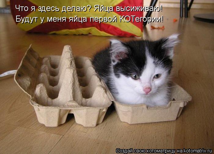 Котоматрица: Что я здесь делаю? Яйца высиживаю! Будут у меня яйца первой КОТегории!