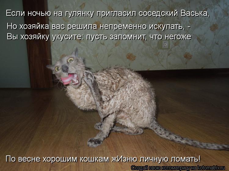 Но хозяйка вас решила непременно искупать, - Вы хозяйку укусите: пусть запомнит, что негоже По весне... Котоматрица: Но хозяйка вас решила непременно искупать, - Вы хозяйку укусите: пусть запомнит, что негоже По весне хорошим кошкам жИзню личную ломать! Есл