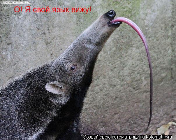 Котоматрица: О! Я свой язык вижу!