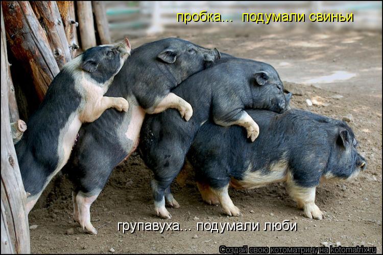 пробка... подумали свиньи групавуха... подумали люби... Котоматрица: пробка... подумали свиньи групавуха... подумали люби