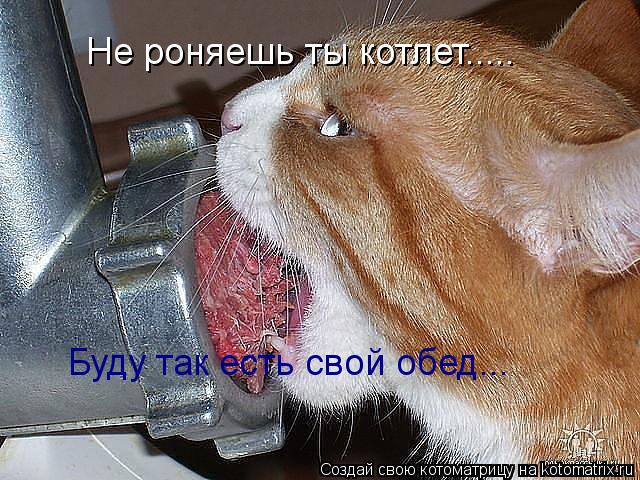 Котоматрица: Не роняешь ты котлет..... Буду так есть свой обед...