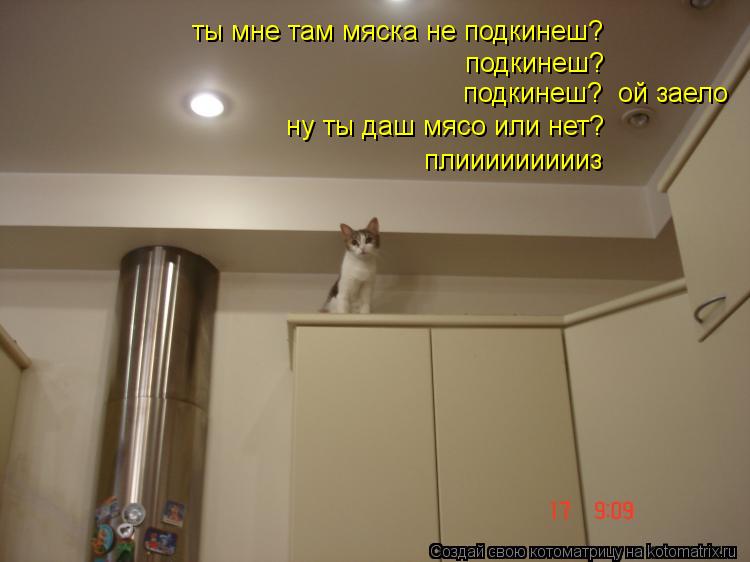 Котоматрица: ты мне там мяска не подкинеш? подкинеш? ну ты даш мясо или нет? подкинеш?  ой заело плиииииииииз