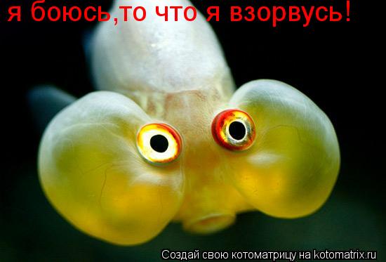 я боюсь,то что я взорвусь!... Котоматрица: я боюсь,то что я взорвусь!