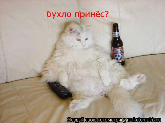 Котоматрица: бухло принёс?