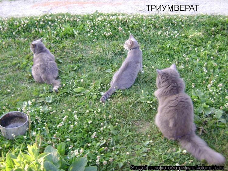 Котоматрица: ТРИУМВЕРАТ