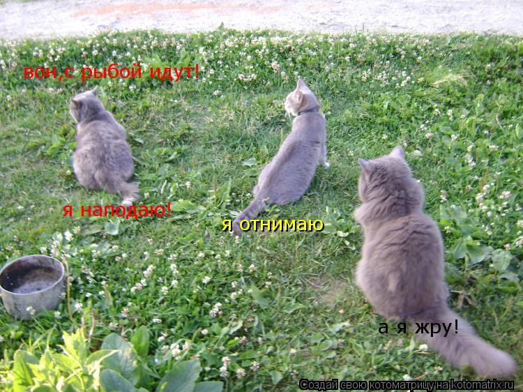 Котоматрица: вон,с рыбой идут! я наподаю! я отнимаю а я жру!