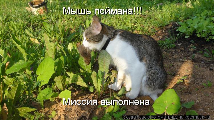 Котоматрица: Мышь поймана!!! Миссия выполнена