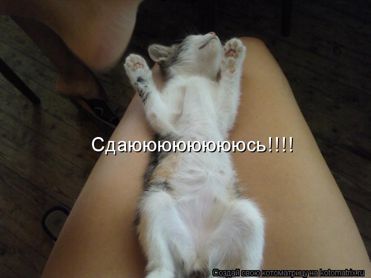Котоматрица: Сдаююююююююсь!!!!
