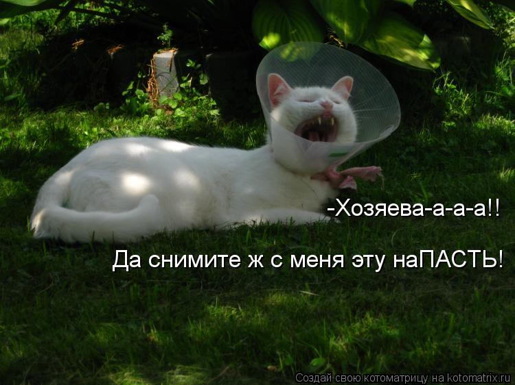 -Хозяева-а-а-а!! Да снимите ж с меня эту наПАСТЬ!... Котоматрица: -Хозяева-а-а-а!! Да снимите ж с меня эту наПАСТЬ!