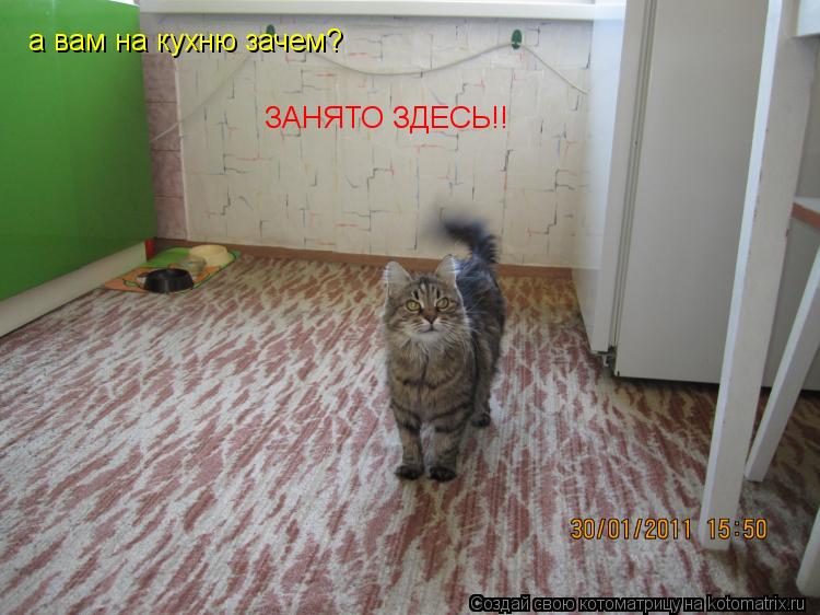а вам на кухню зачем? ЗАНЯТО ЗДЕСЬ!!... Котоматрица: а вам на кухню зачем? ЗАНЯТО ЗДЕСЬ!!