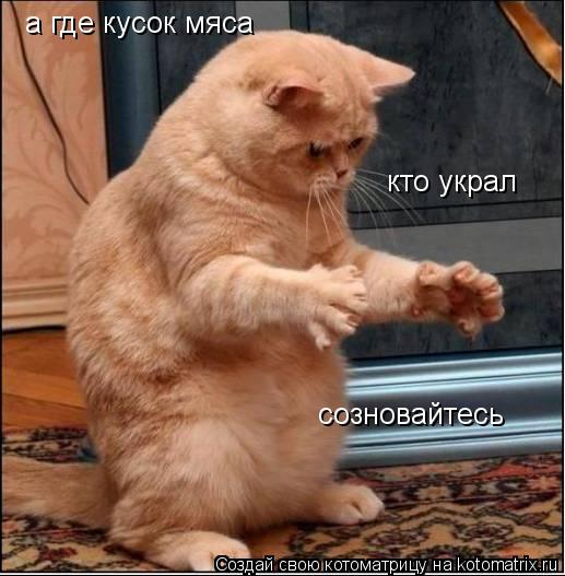 а где кусок мяса кто украл созновайтесь... Котоматрица: а где кусок мяса кто украл созновайтесь