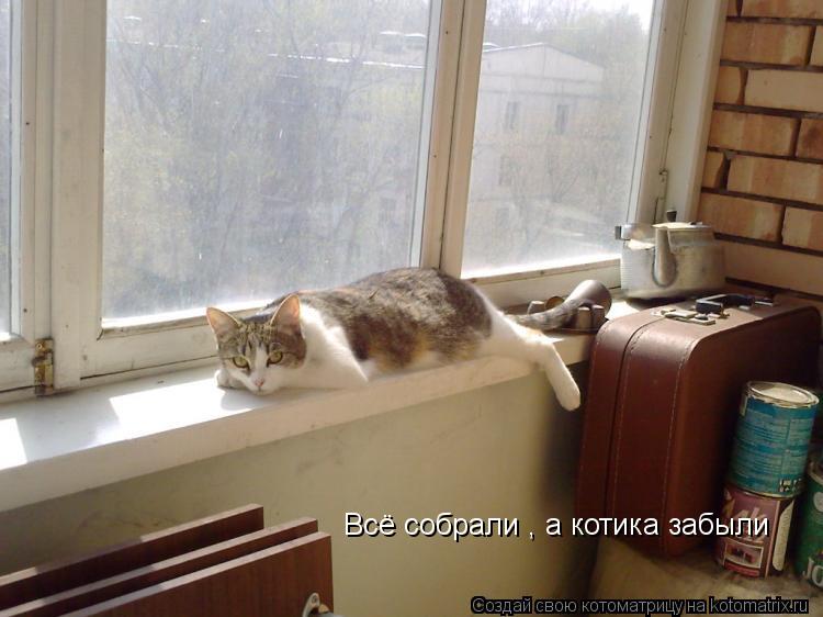 Всё собрали , а котика забыли... Котоматрица: Всё собрали , а котика забыли