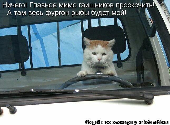 Ничего! Главное мимо гаишников проскочить! А там весь фургон рыбы будет мой!... Котоматрица: Ничего! Главное мимо гаишников проскочить! А там весь фургон рыбы будет мой!