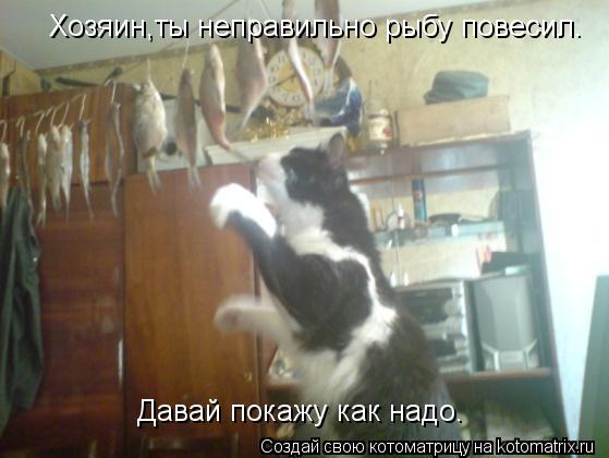 Хозяин,ты неправильно рыбу повесил. Давай покажу как надо.... Котоматрица: Хозяин,ты неправильно рыбу повесил. Давай покажу как надо.