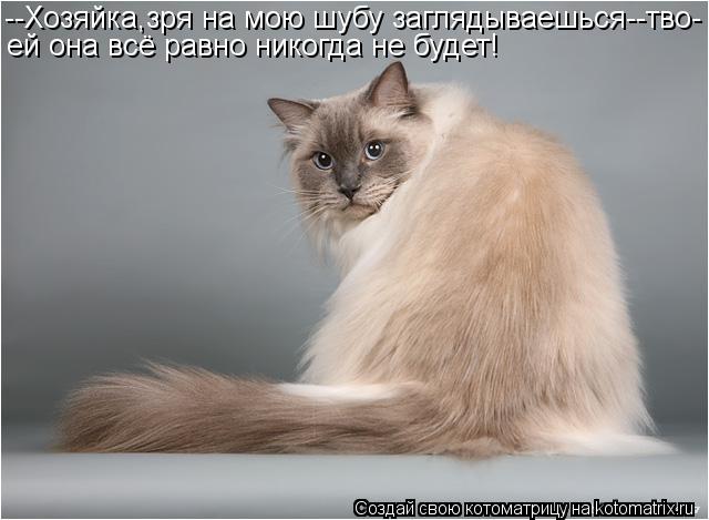 --Хозяйка,зря на мою шубу заглядываешься--тво- ей она всё равно никогда не будет!... Котоматрица: --Хозяйка,зря на мою шубу заглядываешься--тво- ей она всё равно никогда не будет!